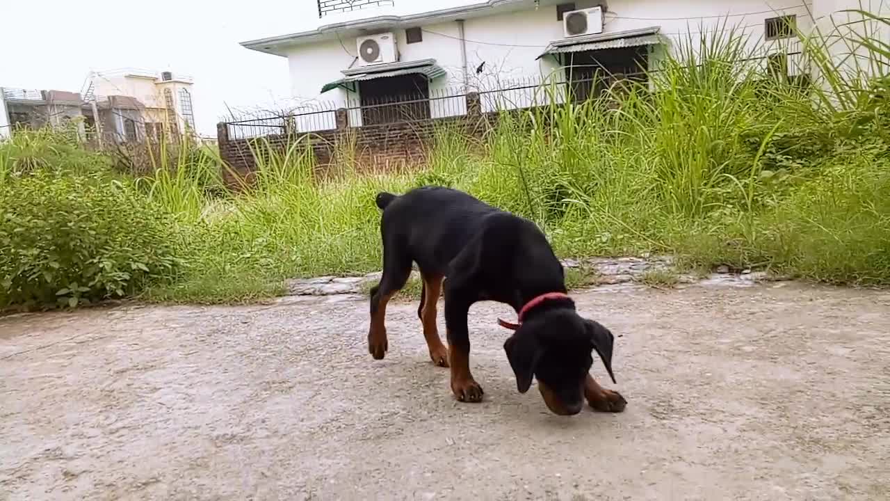 Max don't want to go home