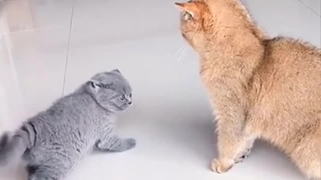 CAT FUNNY VIDEO BOXING