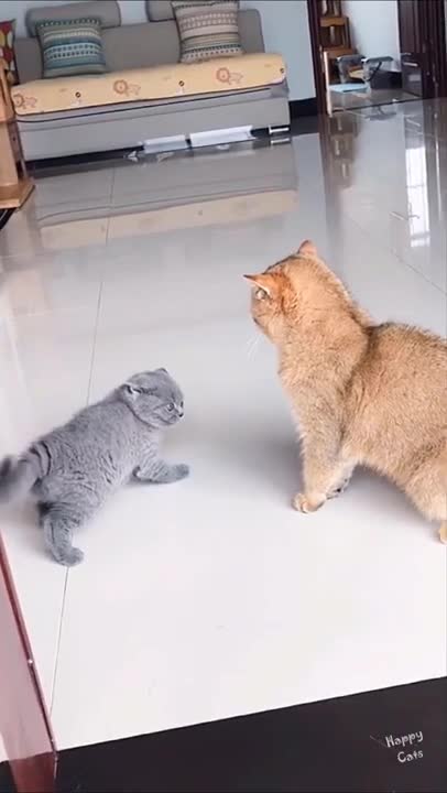CAT FUNNY VIDEO BOXING