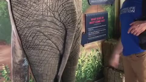 elephant #joke #zoo