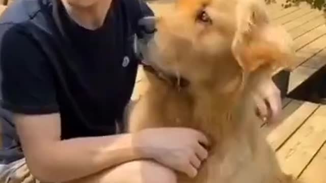 Dog lovable reaction