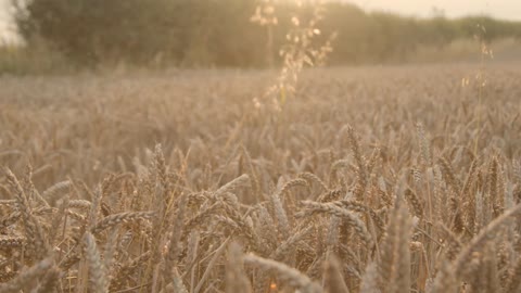 I came to the wheat field with my dog