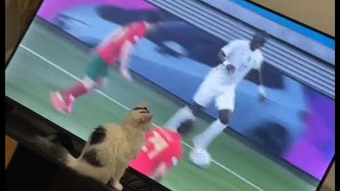 football game watching cat