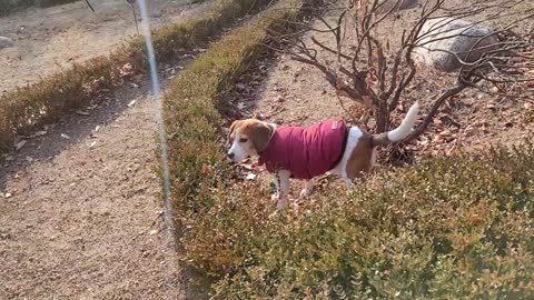 A jumping puppy.