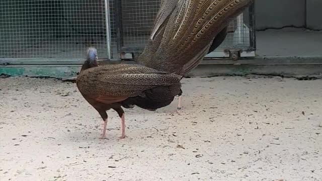 Love Dance of the Crested Argus