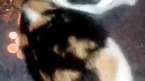 Gatita feliz se baña