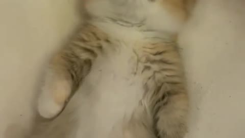 Cutie kitty// how cute 🥰🥰 video #shorts#viral