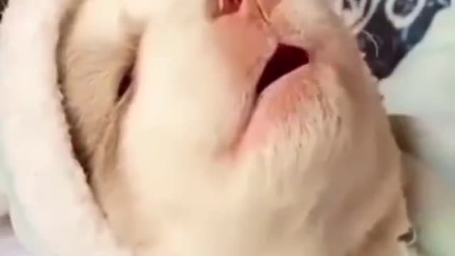 Singing husky