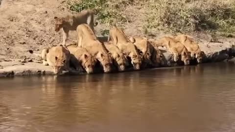 Lion in row