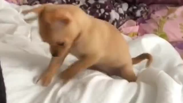 Puppy's cutest reaction when got caught misbehaving