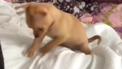 Puppy's cutest reaction when got caught misbehaving