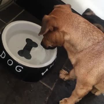 Don't miss this viral video help this dog