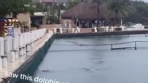 Playing with the lonely dolphin