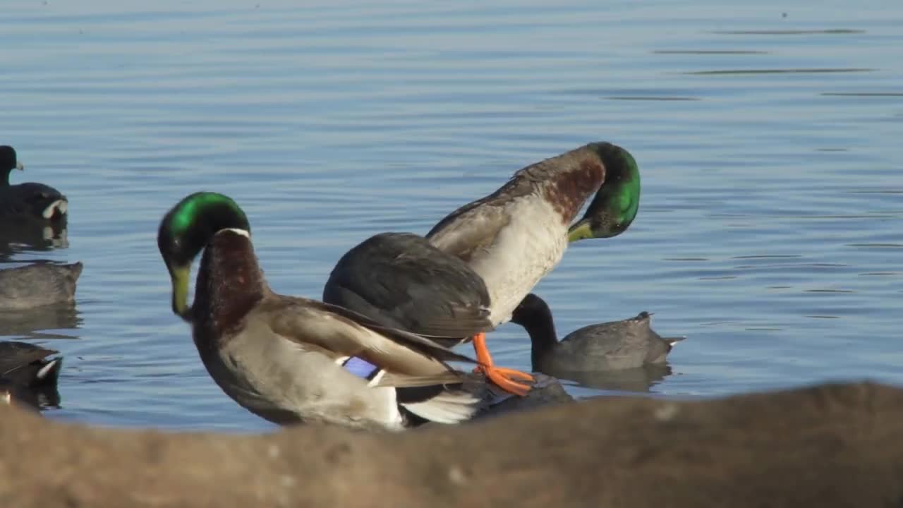 Ducks Birds Mallard - Northern pintail Duck - Goose Geese Swimming on White Rock Lake Dallas