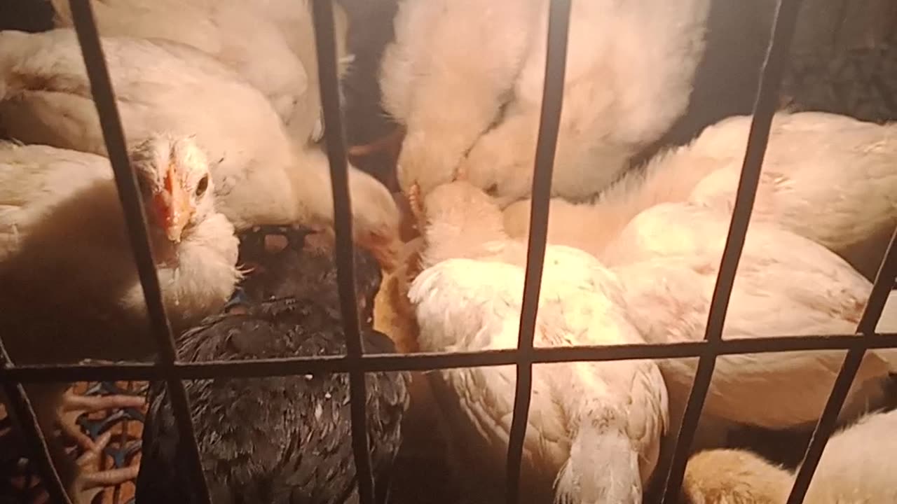 Cute chickens are eating joyfully