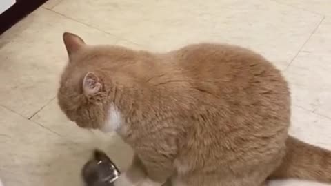 You will love those cats