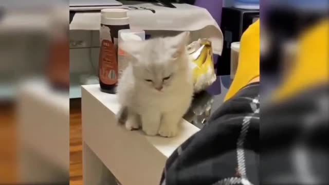 Funny cats video cute baby cat video🤣🤣🤣🤣