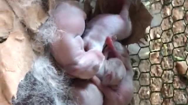 Rabbits born two week