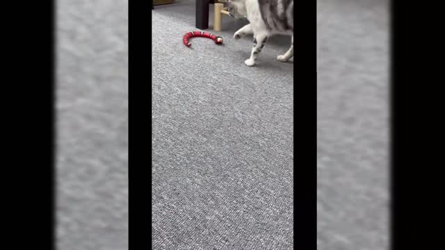 Cat Playing Smart Gadget ameile247