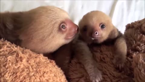 cute baby sloth