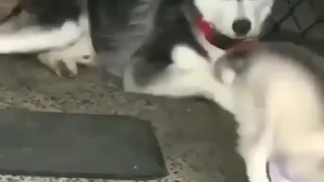 Siberian Husky having fun with his little friend