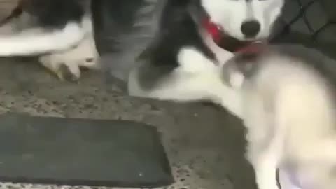 Siberian Husky having fun with his little friend