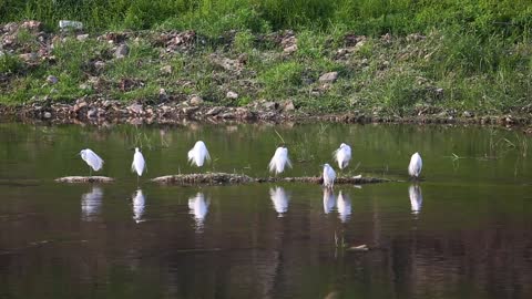 Egret Sitting On Water Waiting Fishes