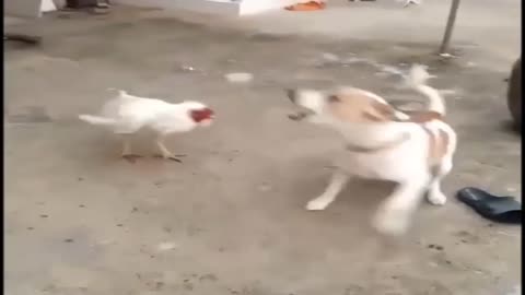 dog cock