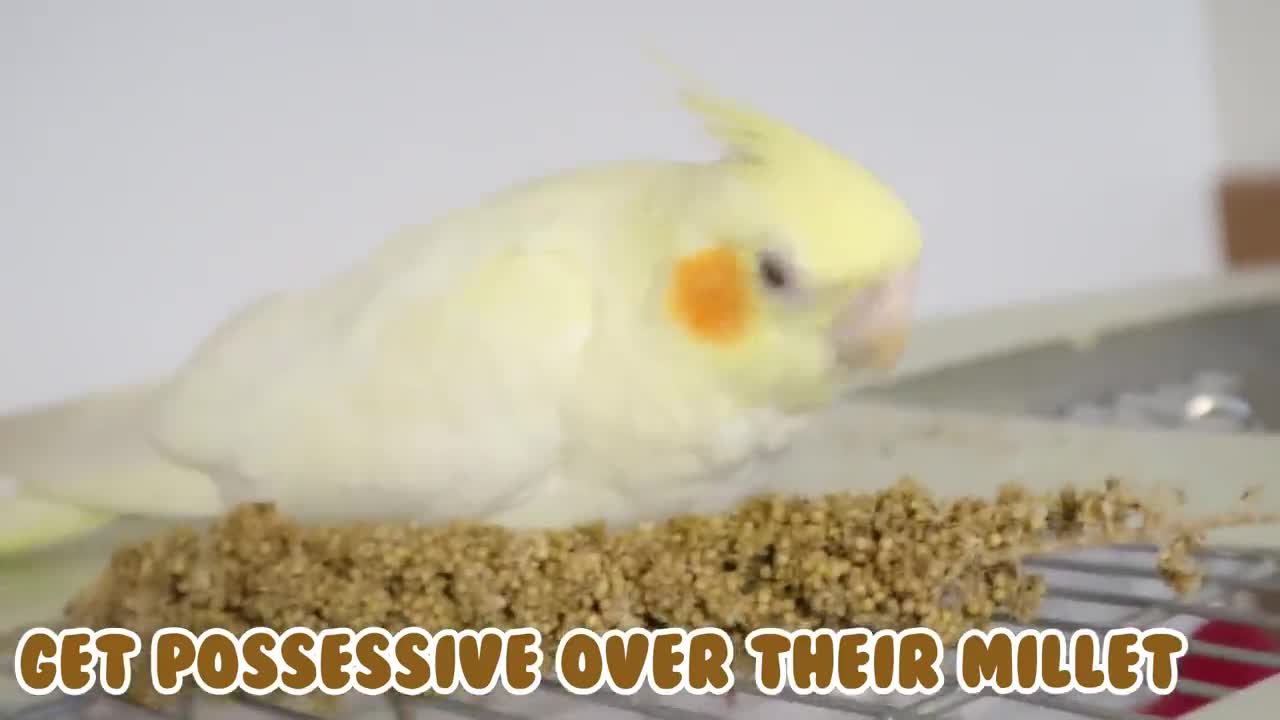 15 Things That Cockatiels Do and Other Birds Tricks