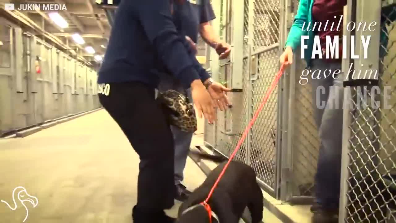 Dog Gets Adopted and Totally Loses It