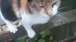 My Ginger Cat Scratching Fence and Black Cat angry