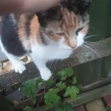 My Ginger Cat Scratching Fence and Black Cat angry