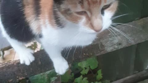 My Ginger Cat Scratching Fence and Black Cat angry