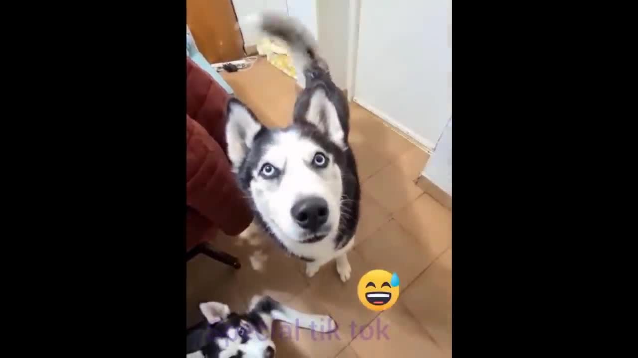 Animal funny video🤭🤭🤭 its so fun to happy