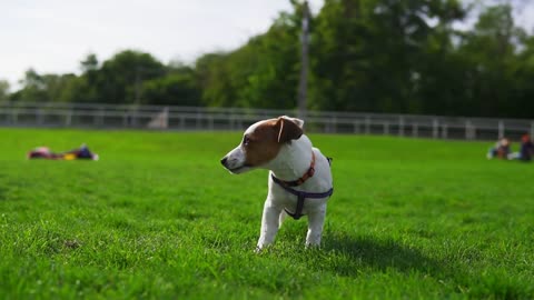 Adorable little Jack Russel Terrier standing on the green grass