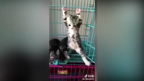 Tiktok cute CATS funny vídeo capilation