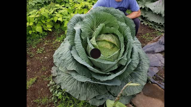 A Home Made Automated Micro Farm