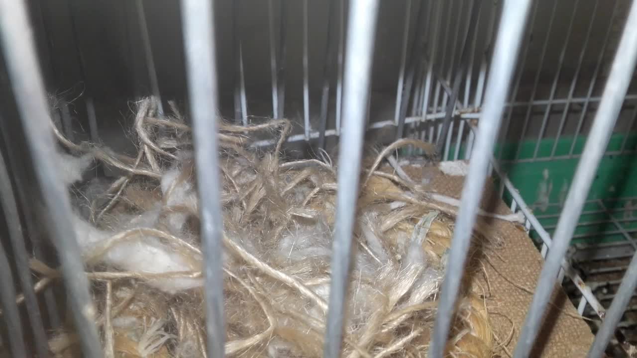 A couple of birds in the cage, the male from above wants to protect his wife when he sees me
