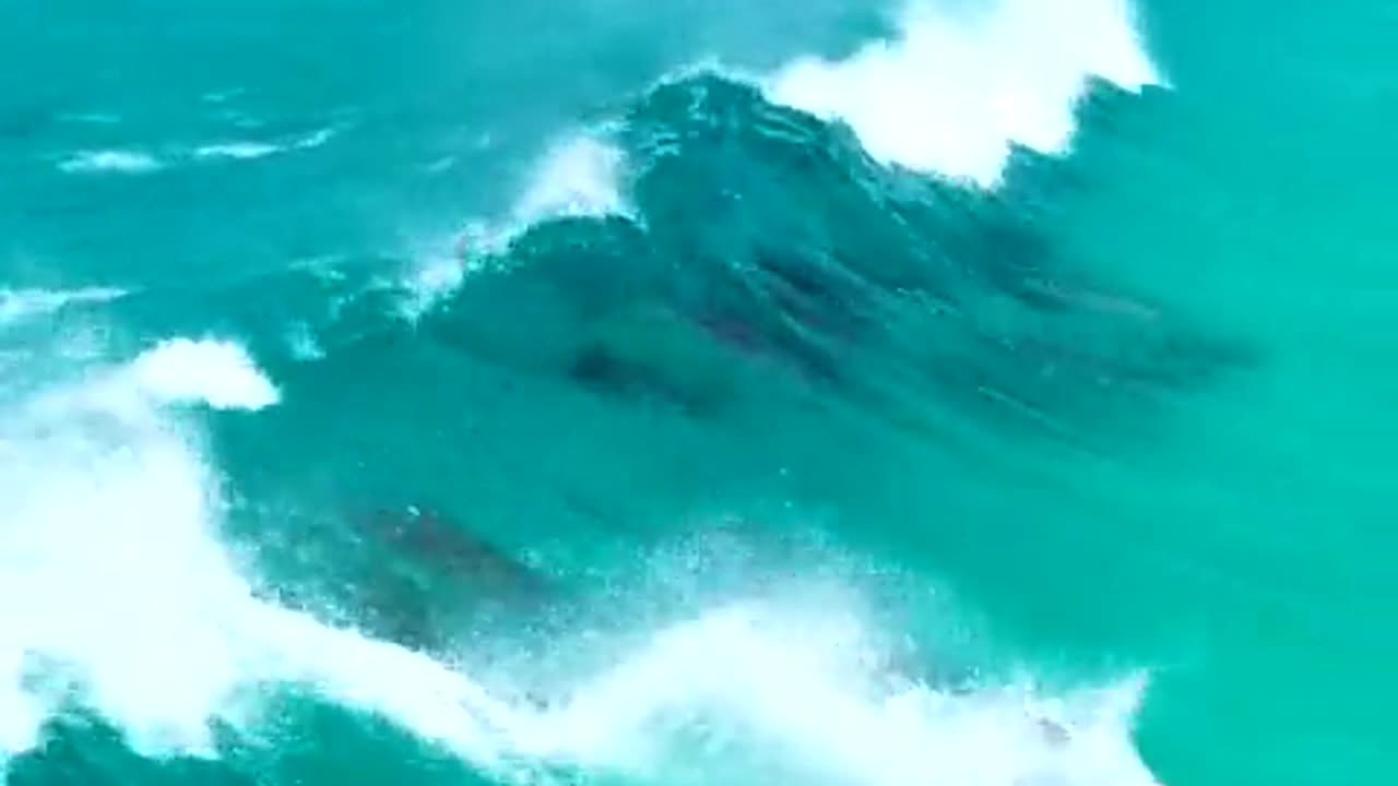 Dolphins surfing waves in crystal clear waters off the coast of Esperance,