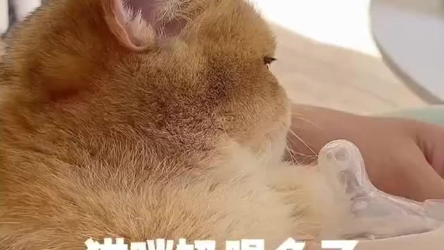 Awesome SO Cute Animal ! || Funny Dog and Cat Video Will Make You Laugh Out Loud #1