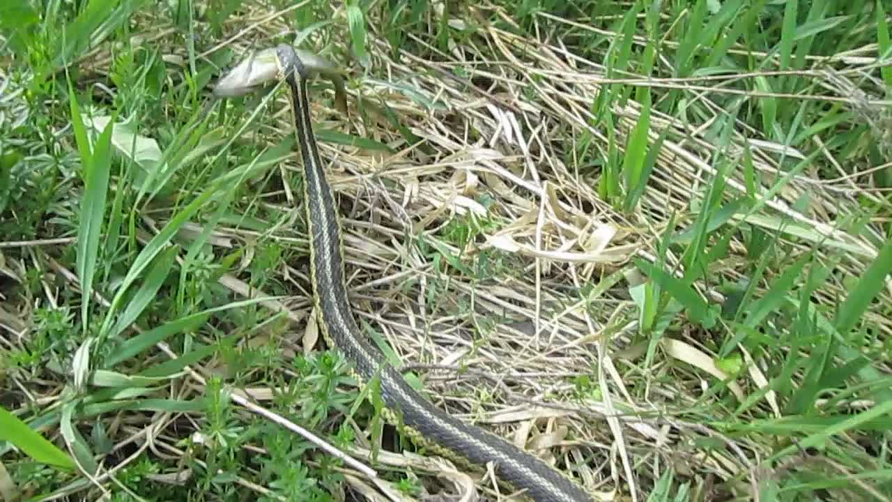 Snake Steals Fish From Kid, Kid Saves Fish