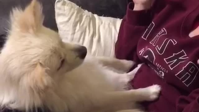 White dog sits on female owners lap and plays with her