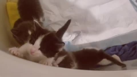 When Rescuers Abuse Kittens(360P).mp4