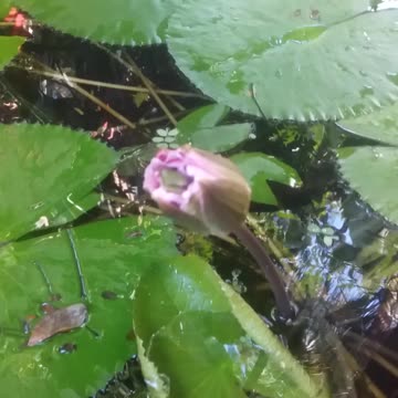 13.11.2024 From the Pond