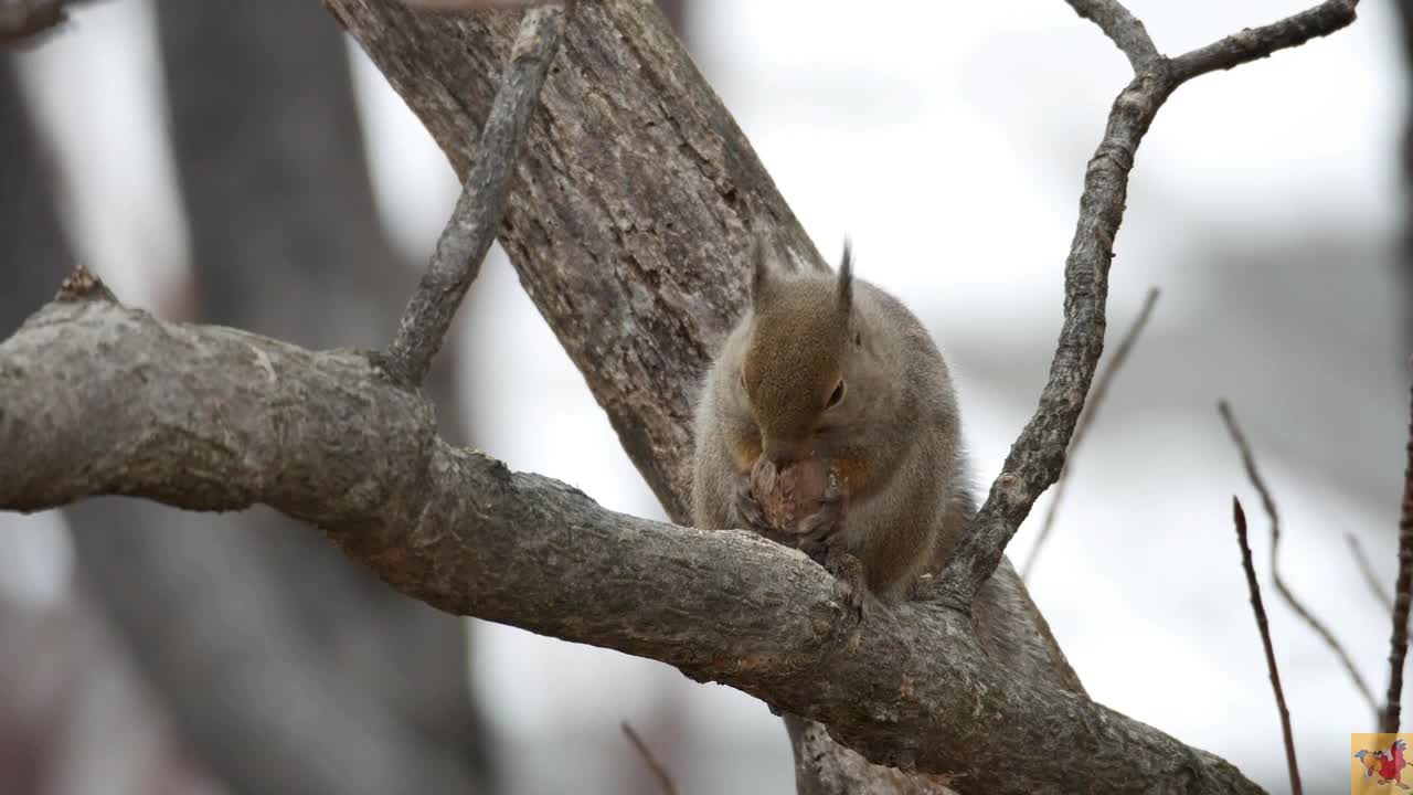 Squirrel in its natural environment.