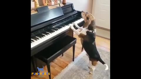 Dog singing