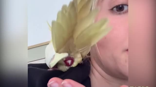 Is this the pinnacle of the parrot's trust in the owner...?