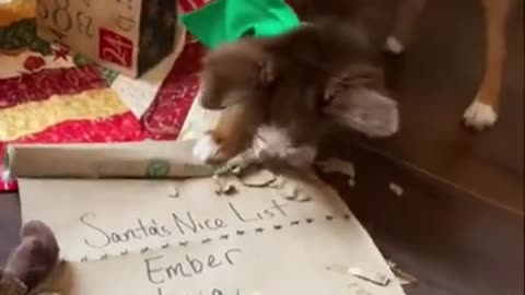 Puppy is on Santa’s naughty list