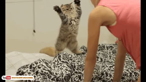 Funny Cat Short video