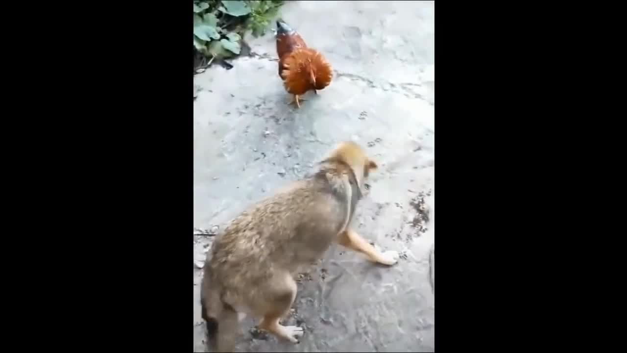 The Chicken VS Dog & Cat Fights